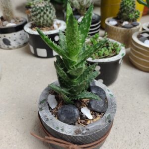 aloe diente tigre con maceta