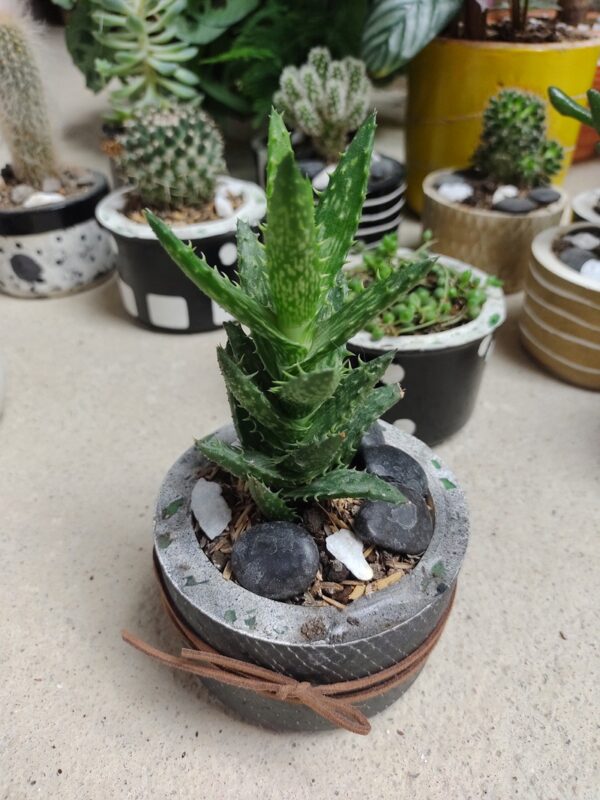 aloe diente tigre con maceta