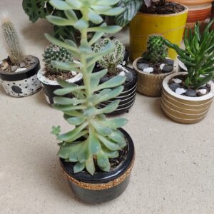 Echeveria en maceta de cerámica