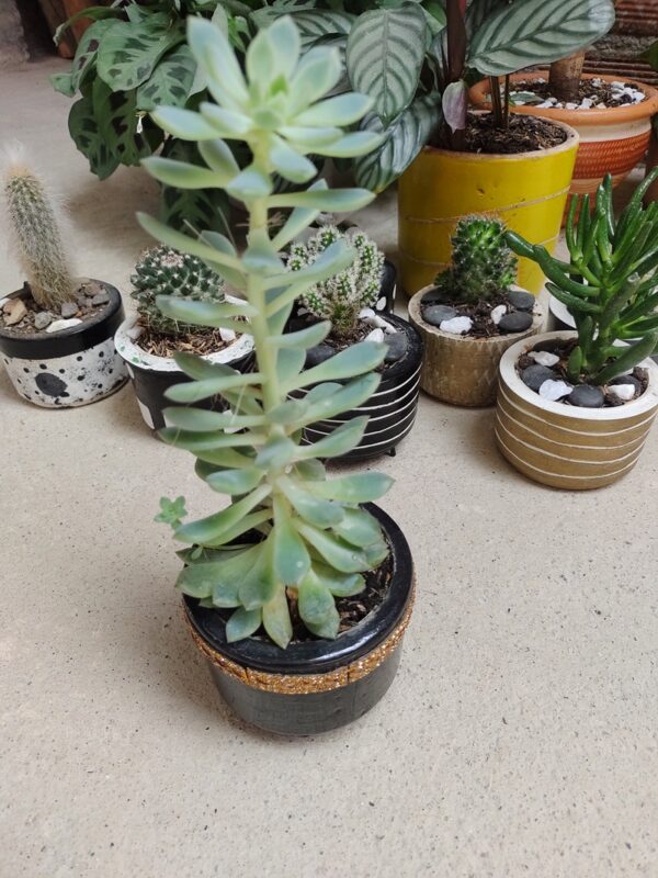 Echeveria en maceta de cerámica