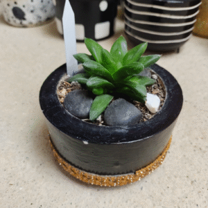 plantas decorativas | miniplantas