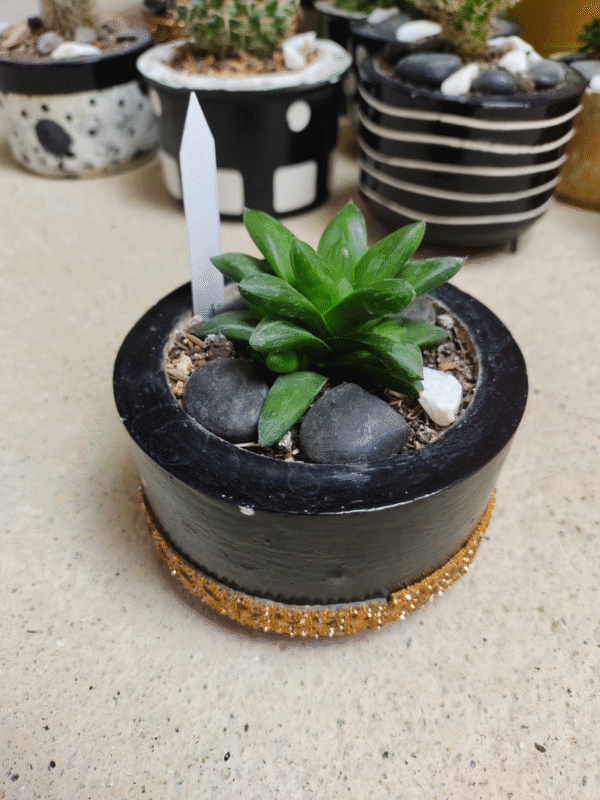plantas decorativas | miniplantas