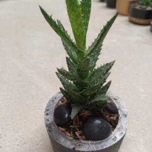 Aloe Diente de Tigre suculenta(Aloe juvenna) planta decorativa