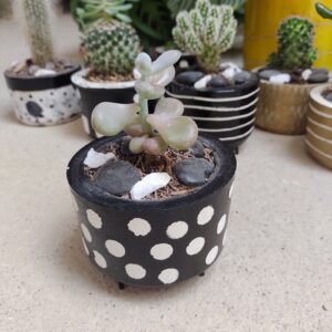 plantas decorativas | miniplantas