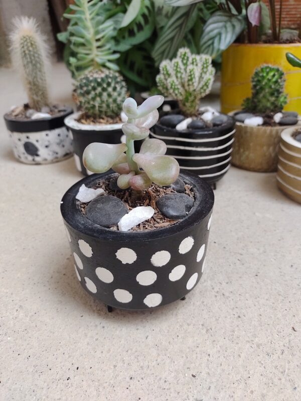 plantas decorativas | miniplantas