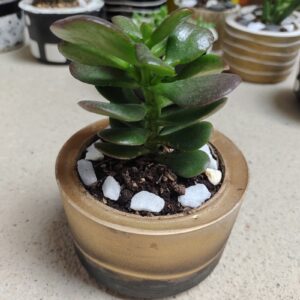 arbol de jade con maceta
