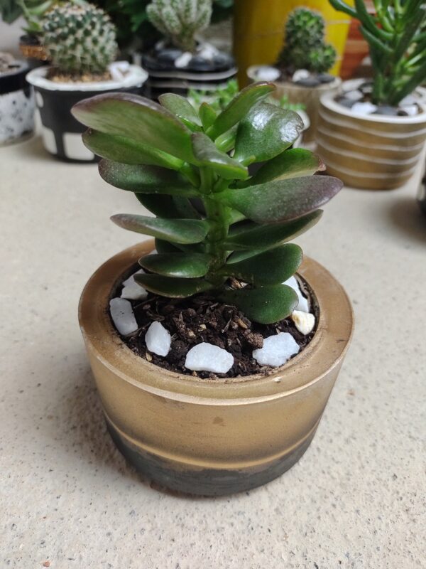arbol de jade con maceta