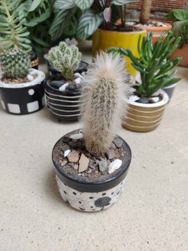 miniplantas medellin - tienda de decoracion - cactus