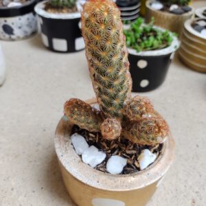 cactus en maceta