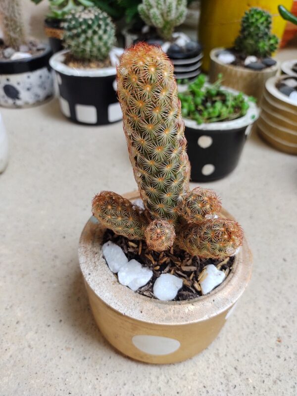 cactus en maceta