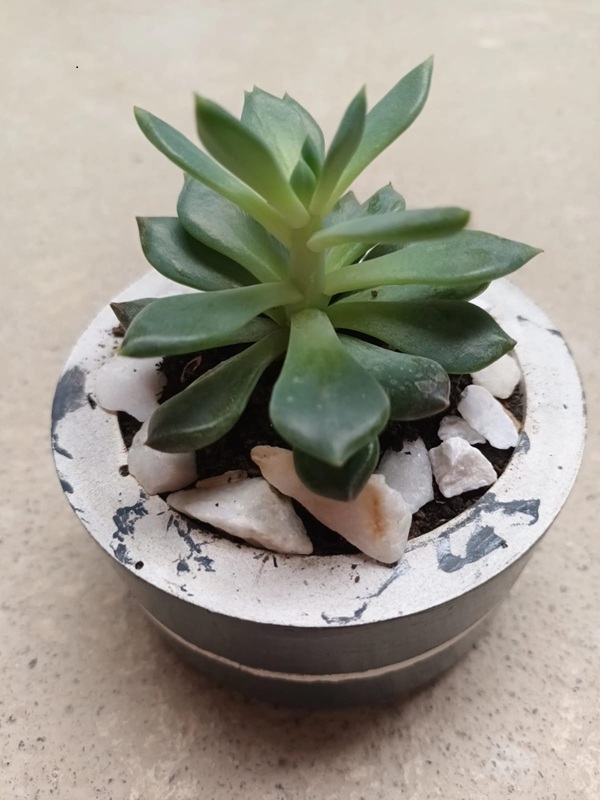 Echeveria – Suculenta elegante y resistente - Image 2
