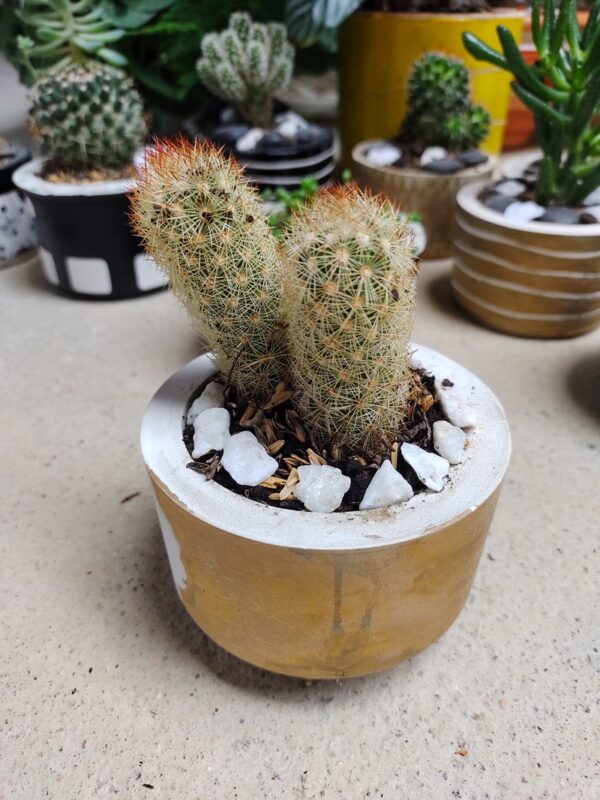 miniplantas medellin - plantas de decoracion