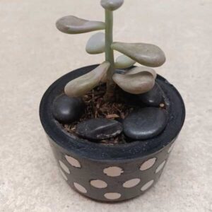 Planta Piedra de Luna 🌙 | Suculenta mágica que atrae energía positiva (Top 1 en calma y armonía)