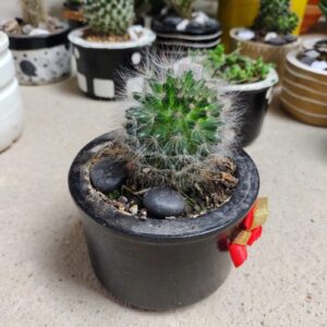 plantas decorativas medellin | cactus
