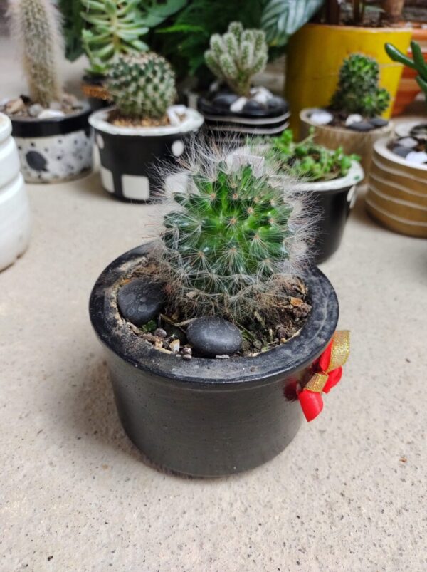 plantas decorativas medellin | cactus