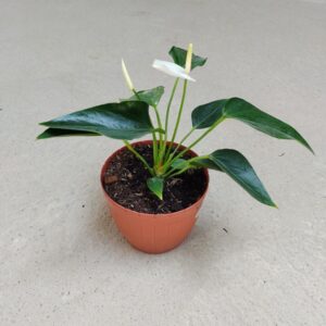 anturio blanco en maceta naranja, planta tropical de hojas verdes y flor blanca que simboliza pureza, armonía y energía positiva para interiores