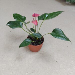 Anturio Rosado en maceta naranja, planta tropical con hojas verdes brillantes y flores rosadas que simbolizan amor, armonía y energía positiva