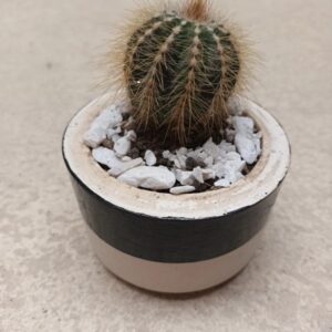 Cactus Asiento de Suegra en maceta decorativa con piedras blancas – MiniFlorez