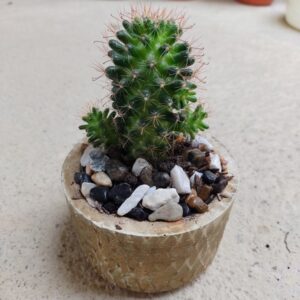 Cactus Mammillaria Painteri 🌵 | 7 Razones por las que Amarás Tenerlo en tu Hogar