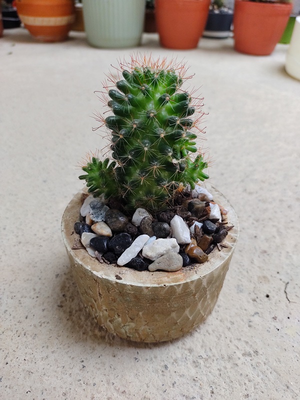 Cactus Mammillaria Painteri 🌵 | 7 Razones por las que Amarás Tenerlo en tu Hogar