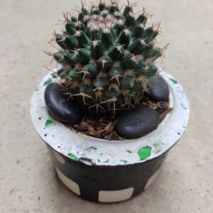 Cactus Mammillaria Uncinata en maceta artesanal con piedras negras — cactus redondo de espinas finas y textura compacta, ideal para decoración natural moderna.