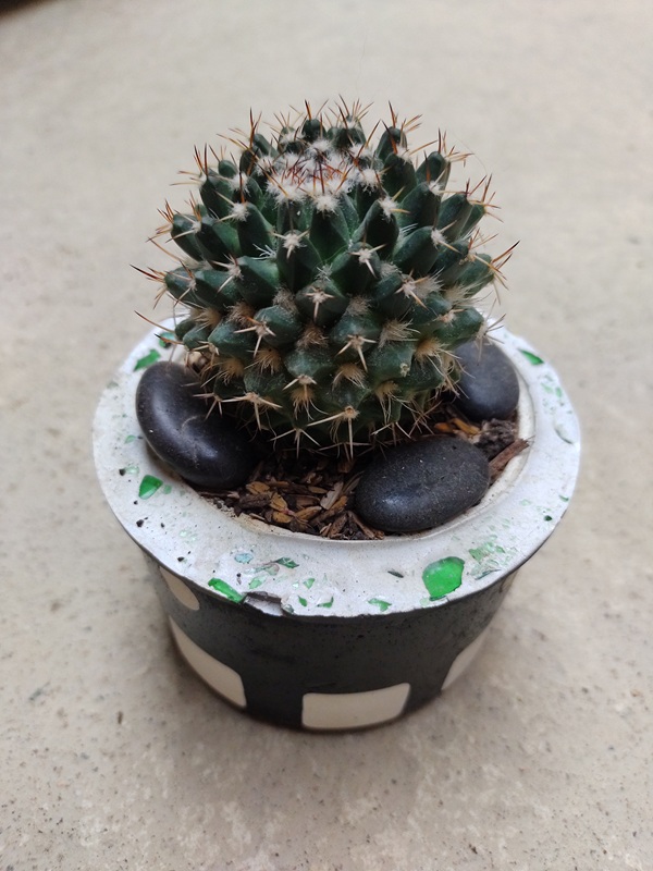 Cactus Mammillaria Uncinata en maceta artesanal con piedras negras — cactus redondo de espinas finas y textura compacta, ideal para decoración natural moderna.
