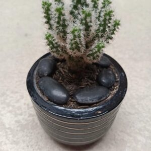 Cactus Opuntia en maceta decorativa con piedras negras – MiniFlorez