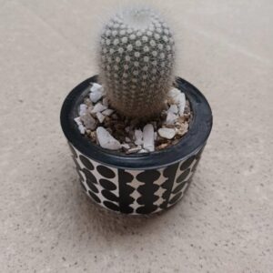 Cactus Parodia en matera decorativa de MiniFlorez
