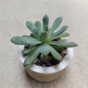 Echeveria polidonis en maceta de cemento planta de interior