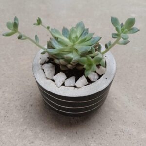 Planta Fantasma en maceta decorativa blanca y negra – suculenta Graptopetalum paraguayense de MiniFlorez