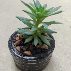 Suculenta Sedum reflexum en maceta decorativa negra con piedras naturales – MiniFlorez Medellín