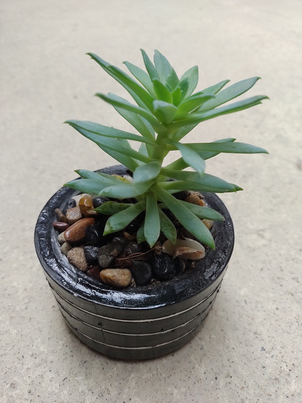 Suculenta Sedum reflexum en maceta decorativa negra con piedras naturales – MiniFlorez Medellín